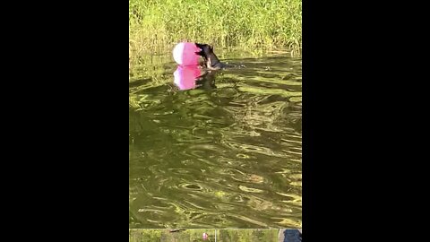 Malinois dog goes for Long swim after beach ball. Malinois Drive!!!