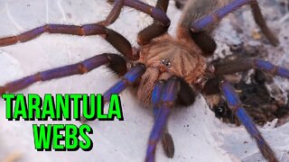 Tarantula Spider Webs #shorts