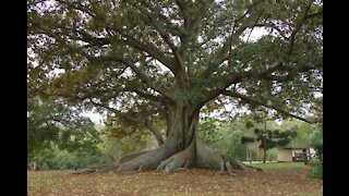 Parable of the Budding Fig Tree