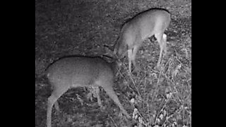 Young bucks react to tarsal scent