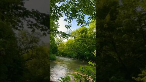 West Don River Water View in Glendon Forest 🌸🍀🥰🇨🇦 | Greetings | Uplifting shorts | Journal