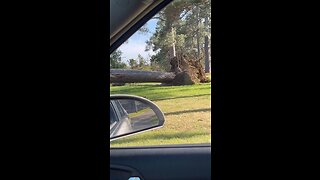 huge tree fall