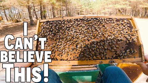 I can't Believe This! | Spending a Day With The Bees! | Come Hang Out!