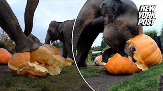 Elephants squashing pumpkins is a freaky fall tradition