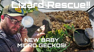 Rescuing my NEW LEOPARD GECKO!! (Plus MICRO GECKO BABIES)