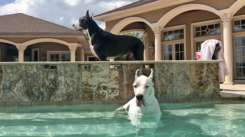 Great Danes Enjoy Double Dog Dipping