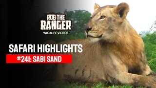Safari Highlights #241: 23 - 26 November 2013 | Sabi Sand Nature Reserve | Latest Wildlife Sightings
