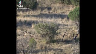 West Texas Elk