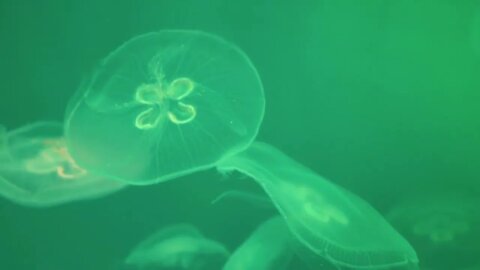 Jellyfishes Swimming In The Oceanarium pool