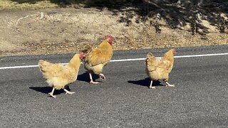 Three Chickens Walking Over The Line