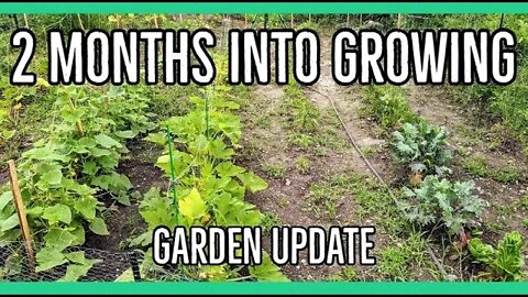 Two Months Since We Planted The Garden ||Update||