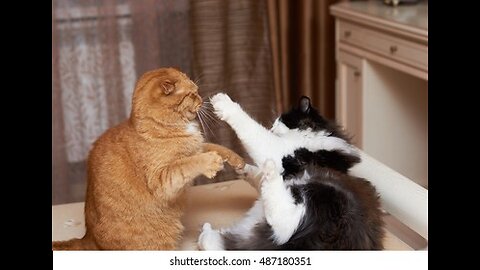 Funny video cat fight 🤣