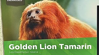 Golden Lion Tamarin at Chattanooga ZOO