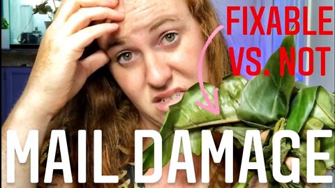 DAMAGED MAIL ORDER RARE EXOTIC PLANTS! HOW TO TREAT HEAT OR COLD DAMAGED PLANTS FROM ONLINE ORDERS.