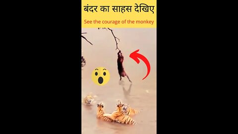 बंदर का साहस देखिए😱See the courage of the monkey👈