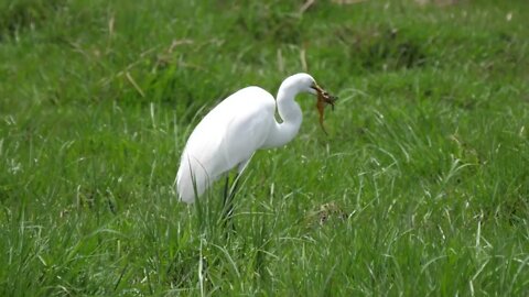 Great egret eating a frog at Moremi Game Reserve in Botswana54