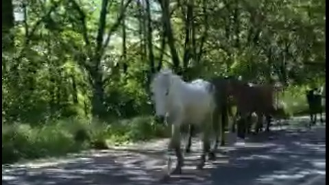 Over 50 horses passing through town cause road block