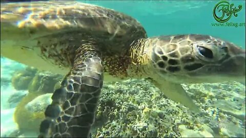 Lady Elliot Lagoon - Turtle Back Scratching 2021