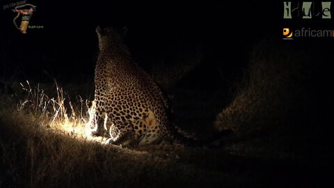 WILDlife: Leopard Pair Mate In The Spotlight