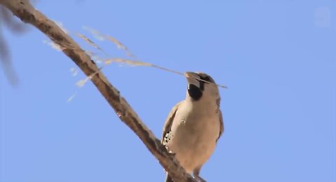 Sociable weaver bird