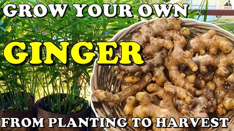 How To Grow Ginger in Containers - Planting to Harvest