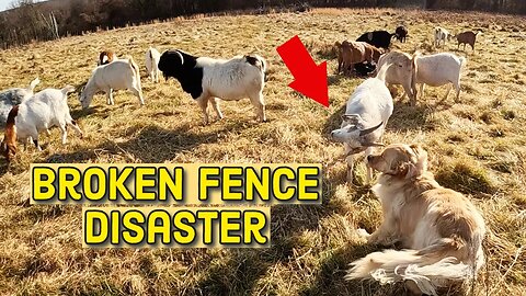 Dog Scares Sheep Through Fence | Farm Update | Taking Out the Billy Goat