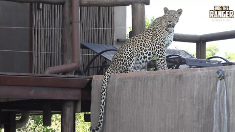 Scotia Female Leopard Drinks At The Makubela Pool