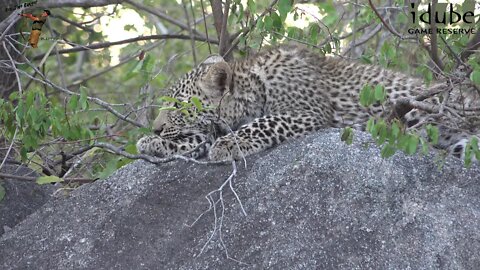 Leopard Family, Part 16