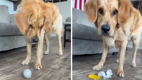 Dog Has Mind Blown By An Egg, Ends Up Breaking It