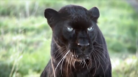 The incredible story of Black Panther "Spirit" - Anna Breytenbach - Animal Communicator