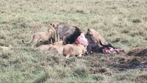 Paradise Lion Pride With A Buffalo Meal | Livestream From Maasai Mara | Zebra Plains