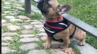 Puppy adorably struggles to get back on pathway