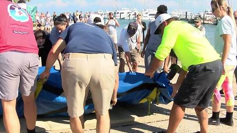 Rescued manatee returns to the wild