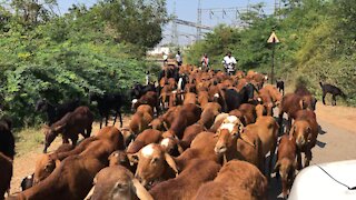 Goats overwhelm road!