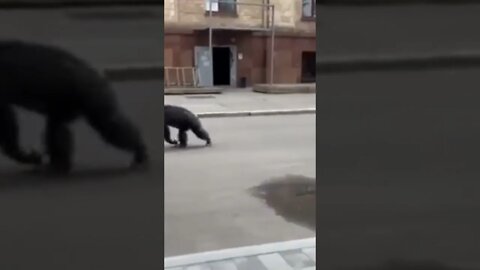 chimpanzee escaped from a zoo