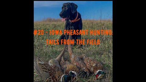 #20 - Iowa Pheasant Hunting - Tails from the Field