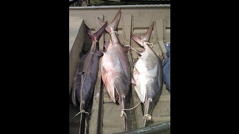 Watch an Oklahoma Fishing Guide Catch an All-Black Paddlefish