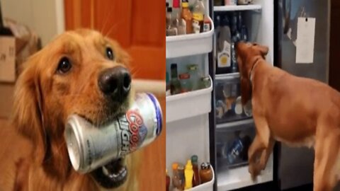 Labrador Getting Beer Out of Mini-Fridge