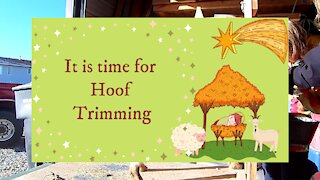 Time for hoof trimming