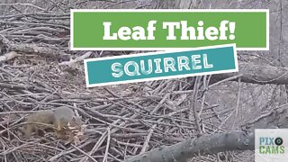 Hays Eagles Squirrel leaf raid 1.3.22 16:54