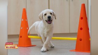 Southeastern Guide Dogs | Morning Blend