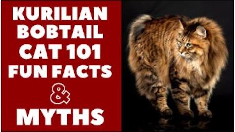 Kurilian Bobtail Cats 101 : Fun Facts & Myths