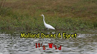 Mallard Ducks & White Egret