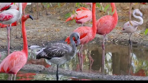 Flamingos or flamingoesare a type of wading bird in the family Phoenicopteridae
