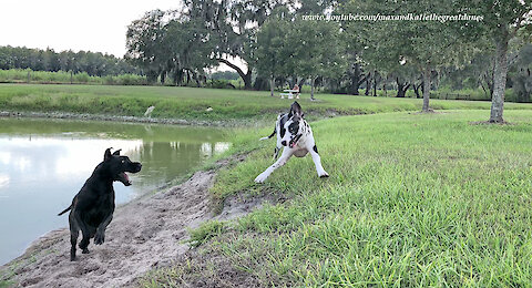 Athletic Great Danes Love to Race Through Water and Dirt
