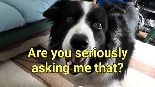 🐕🐾Border Collie Learned To Whisper🐾