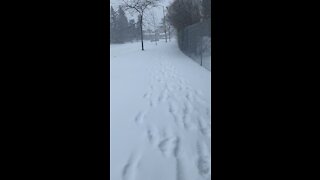 Snow In Canada Toronto