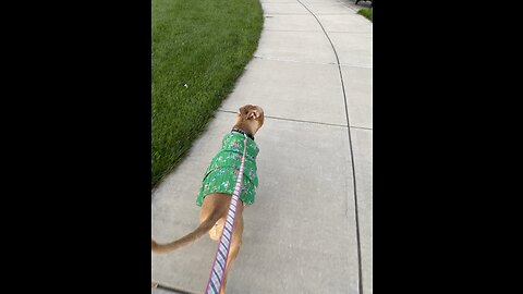 Walking my Old Lady at the Green with her new dress 🐶👵🏽👗💞