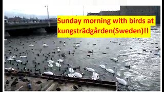 Sunday morning with birds at kungsträdgården(Sweden)!!