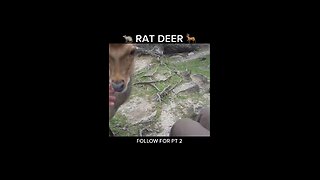 Rat Deer?